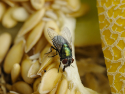 Fliege auf Melonenresten